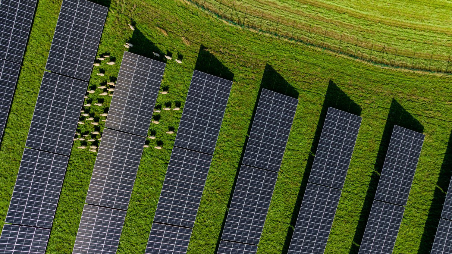 Freiflächen-Photovoltaik Schafe