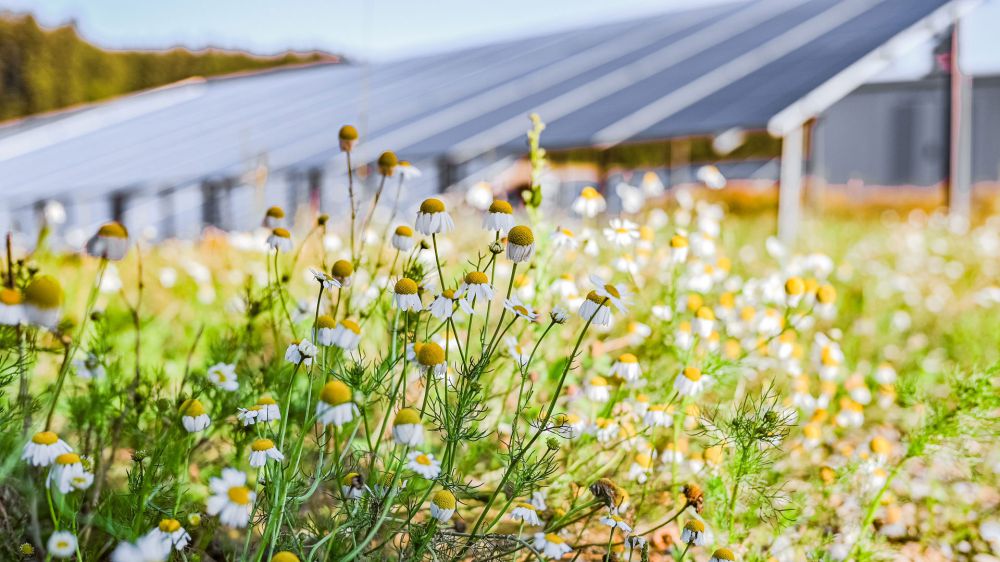 Freiflächen-Photovoltaik Blumen