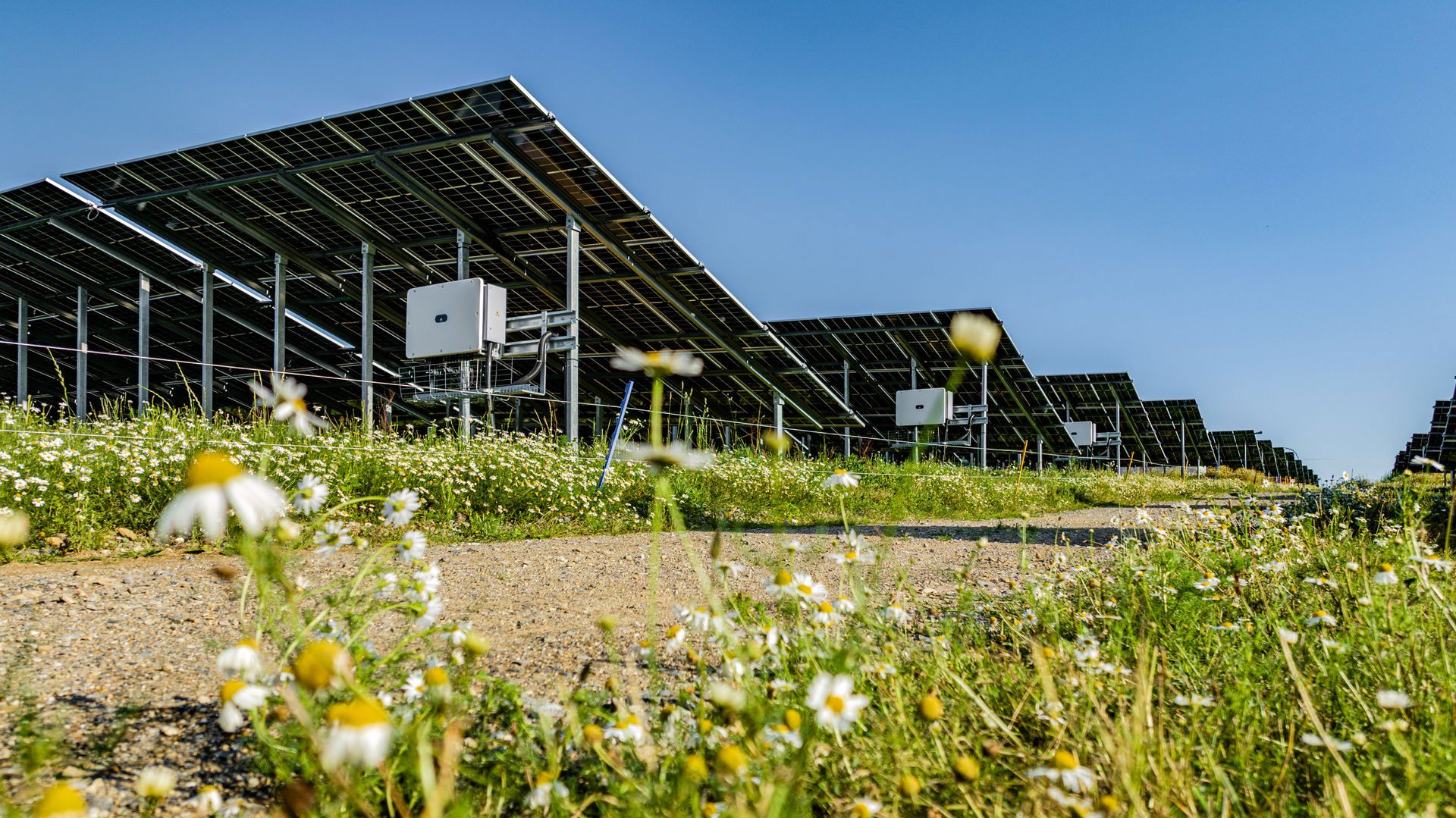 Freiflächen-Photovoltaik Biodiversität