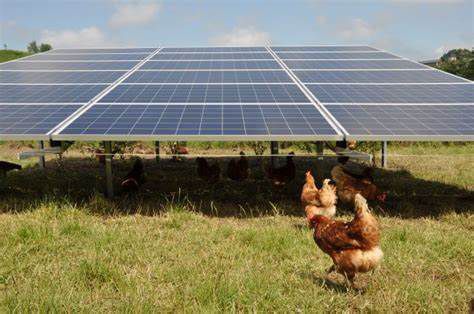 Solar und Hühnerhaltung
